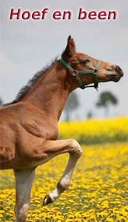 Stassek DIVERSIT Equistar Equilux Equistep Faulpelz LazyMan 